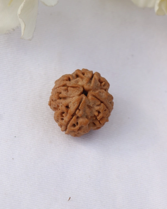 4 Mukhi Rudraksha