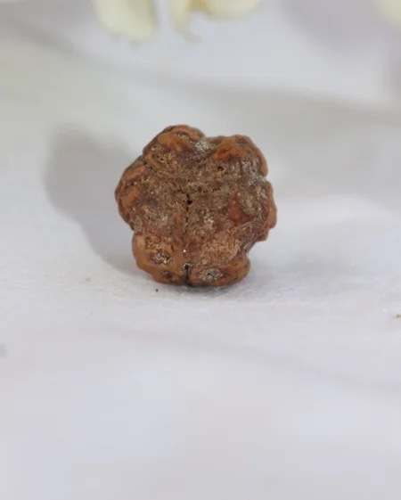 3 Mukhi Rudraksha
