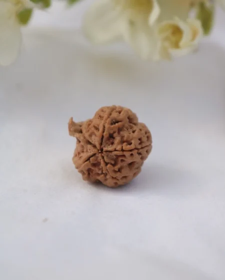 Ganesh Rudraksha