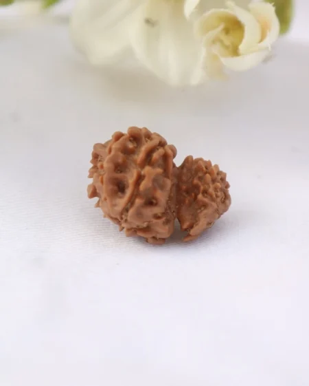 Gauri Shankar Rudraksha