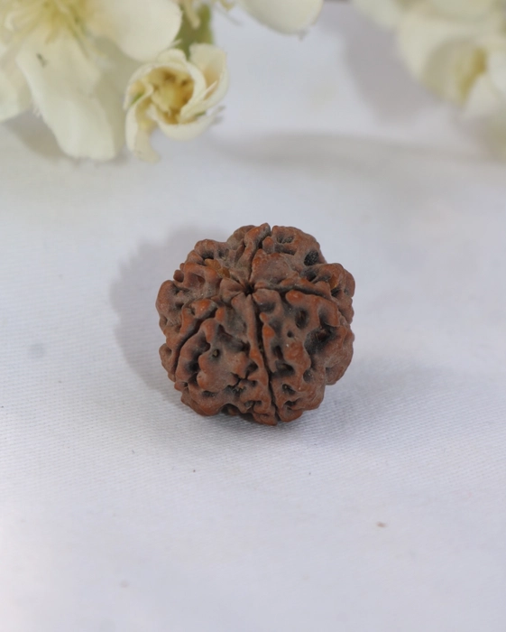 5 Mukhi Rudraksha