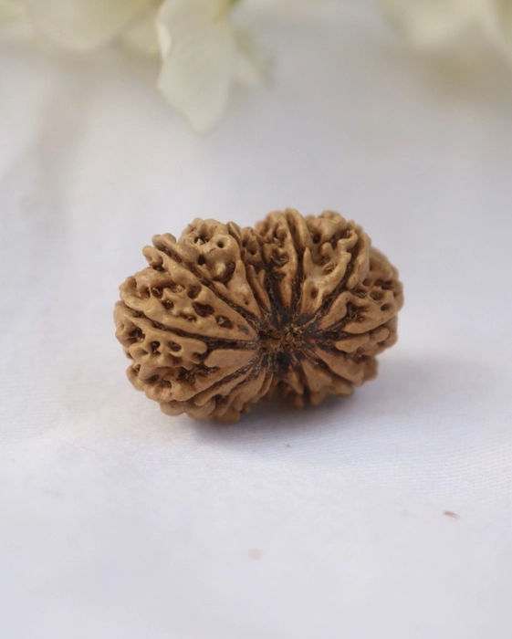 13 Mukhi Rudraksha