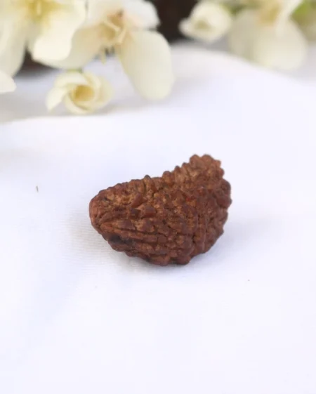 Half Moon Rudraksha