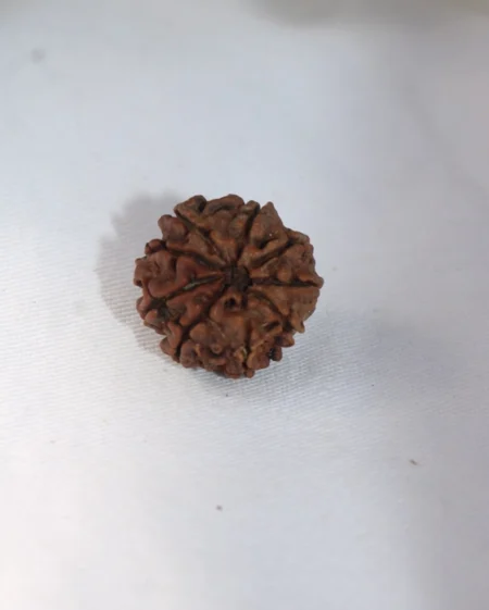 9 Mukhi Rudraksha